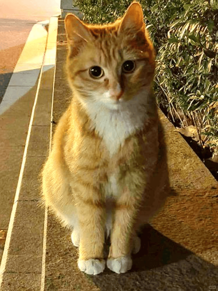 南京大学校庆日“校猫”被钢珠打碎头骨？校保卫处：看了一夜监控<strong></p>
<p>币子</strong>，暂未锁定嫌疑人