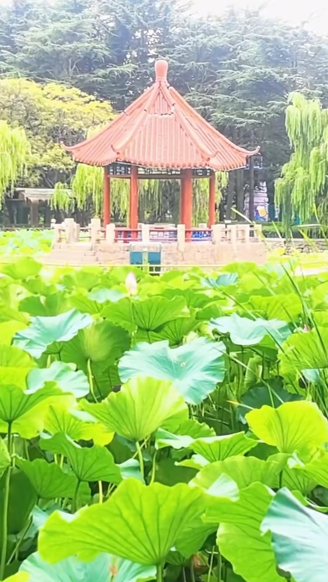 青岛中山公园一凉亭突然倒塌：一年前刚完成修缮<strong></p>
<p>xmr</strong>，园方称无伤亡原因待查