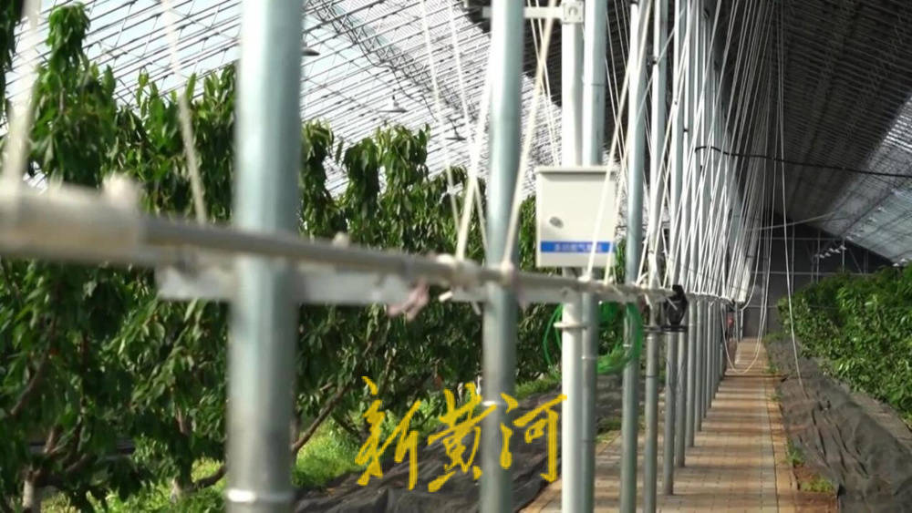 潍坊临朐：30.77 亿元<strong></p>
<p>xmr算力</strong>！“红玛瑙”大樱桃何以成乡村振兴“甜蜜引擎”
