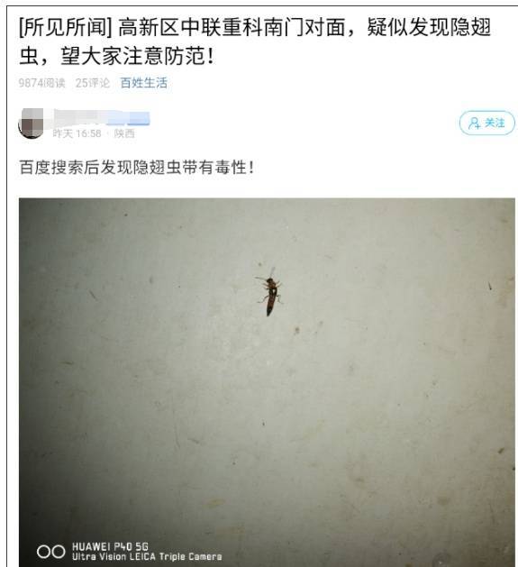西安多区发现隐翅虫？千万别拍<strong></p>
<p>aave</strong>！毒液堪比硫酸