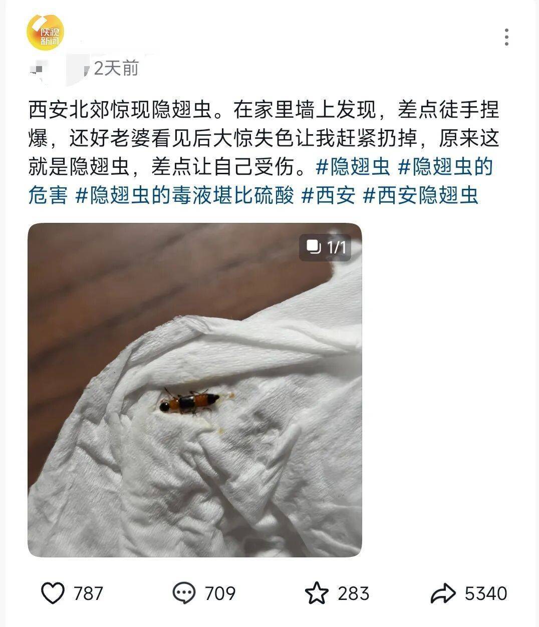 西安多区发现隐翅虫？千万别拍<strong></p>
<p>aave</strong>！毒液堪比硫酸