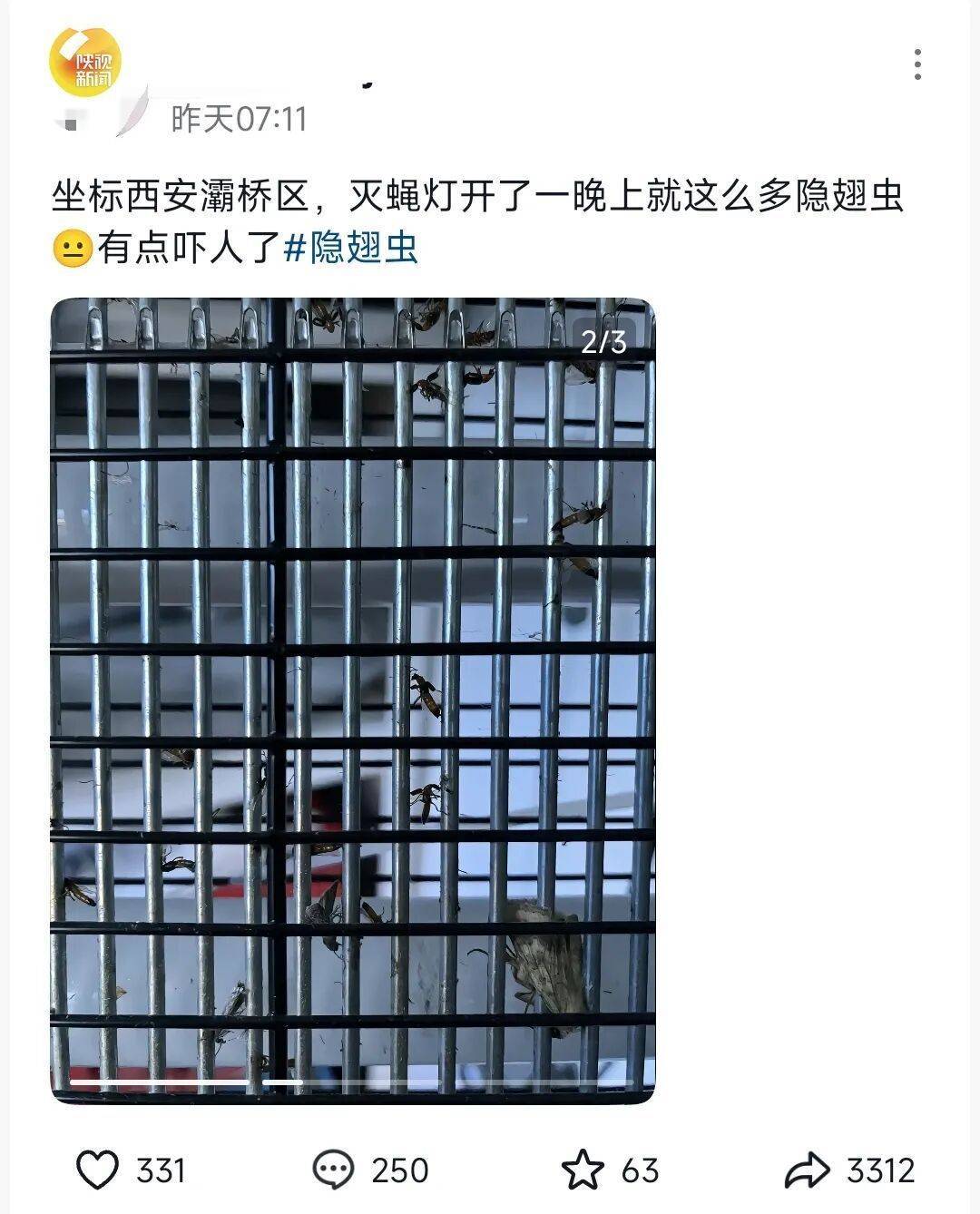 西安多区发现隐翅虫？千万别拍<strong></p>
<p>aave</strong>！毒液堪比硫酸