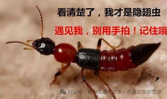 西安多区发现隐翅虫？千万别拍<strong></p>
<p>aave</strong>！毒液堪比硫酸