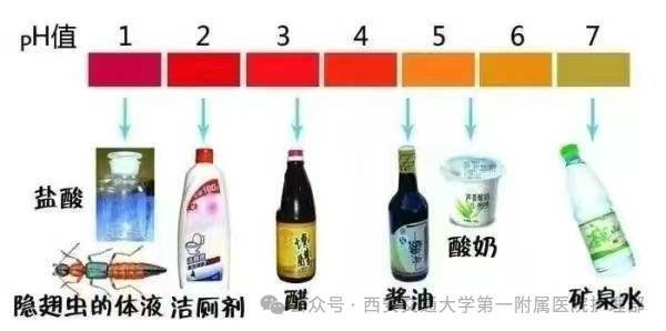 西安多区发现隐翅虫？千万别拍<strong></p>
<p>aave</strong>！毒液堪比硫酸