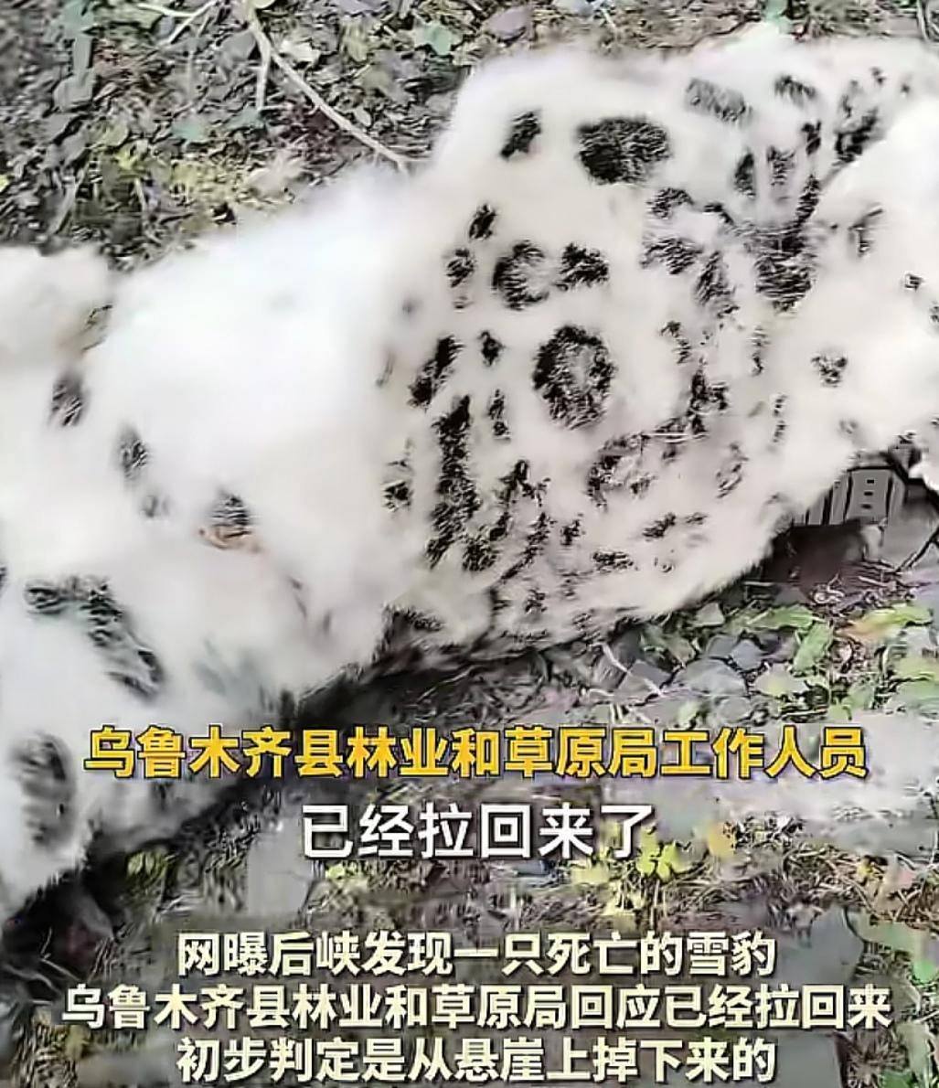 官方回应“乌鲁木齐天山后峡发现一只雪豹”：确认发现雪豹尸体<strong></p>
<p>algo币</strong>，已处理完毕