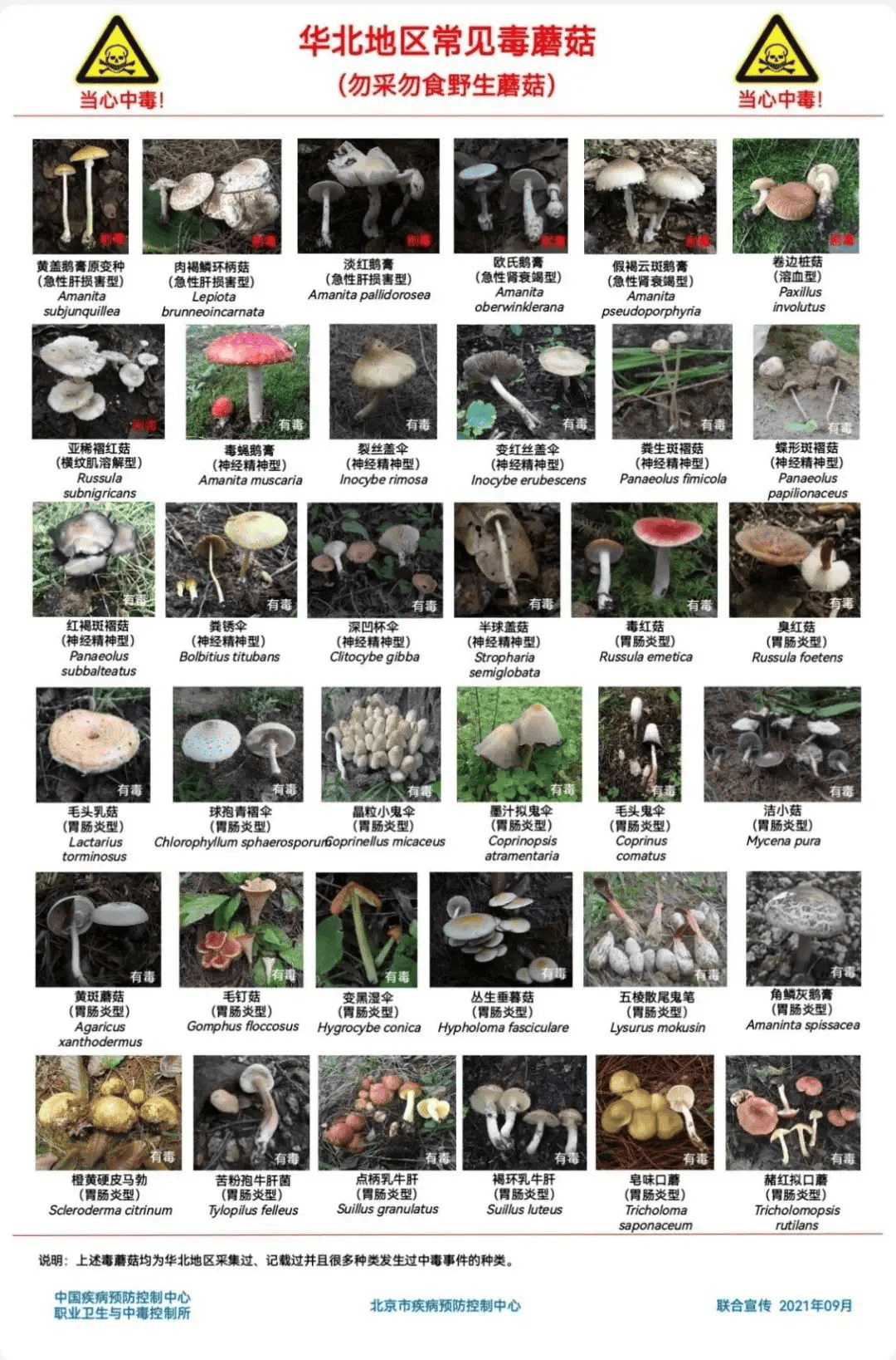 网红发文悼念婆婆：吃了邻居送的蘑菇中毒<strong></p>
<p>atom</strong>，抢救四天四夜死亡！这些蘑菇避毒原则可能是陷阱→