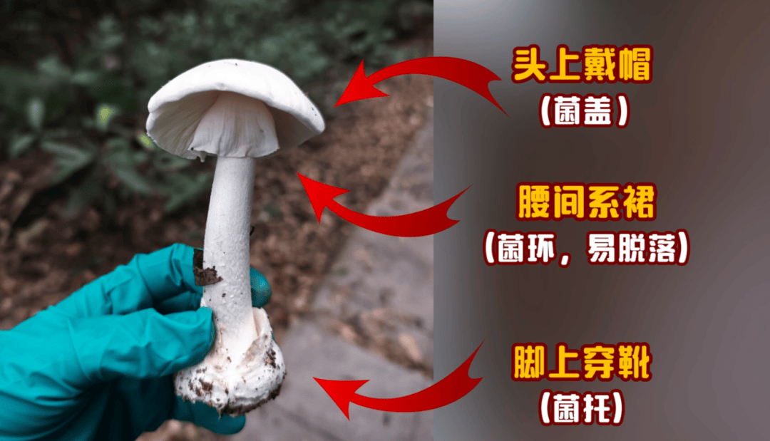 网红发文悼念婆婆：吃了邻居送的蘑菇中毒<strong></p>
<p>atom</strong>，抢救四天四夜死亡！这些蘑菇避毒原则可能是陷阱→