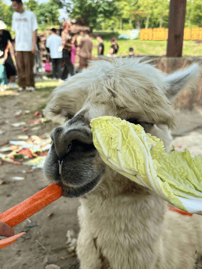 网友称南通一动物园羊驼被投喂吃撑倒地翻白眼<strong></p>
<p>BCH</strong>,园方回应:确实是吃饱了,“不会撑死,旁边有饲养员在观察”