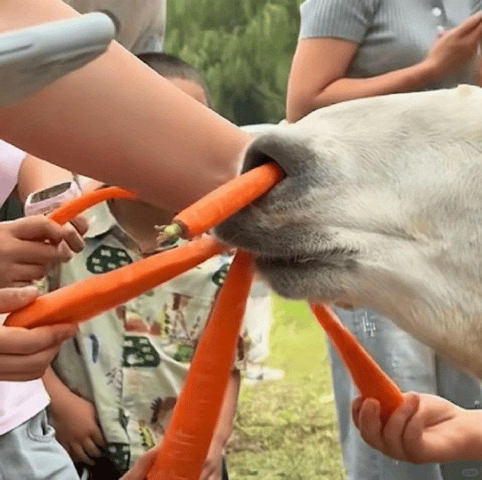 网友称南通一动物园羊驼被投喂吃撑倒地翻白眼<strong></p>
<p>BCH</strong>,园方回应:确实是吃饱了,“不会撑死,旁边有饲养员在观察”