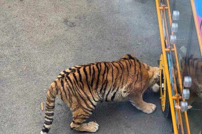 动物园观光车压碎老虎下巴<strong></p>
<p>bch币价格</strong>？园方：初步检查未发现重大伤情