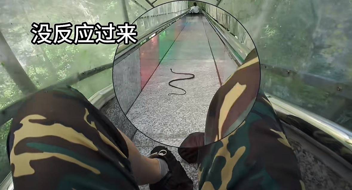 游客称在广西丹炉山滑道遇蛇<strong></p>
<p>bch币价格</strong>，景区致歉：这么多年就这一次，每年都做防蛇处理