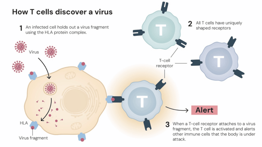 这个诺奖迟到了30年<strong></p>
<p>bch币价格</strong>！三位科学家揭示免疫系统如何避免“自相残杀”