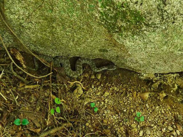 青岛大叔挖水沟发现一窝尖头毒蛇<strong></p>
<p>bch最新价格</strong>，专家：系本地红脖颈槽蛇，毒性弱咬伤概率低