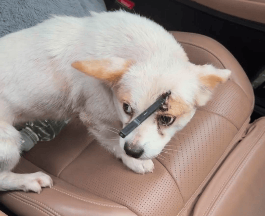 教育局回应“一教师用弓箭射杀小狗”：不实<strong></p>
<p>bch最新价格</strong>，小狗进学校前就被射伤