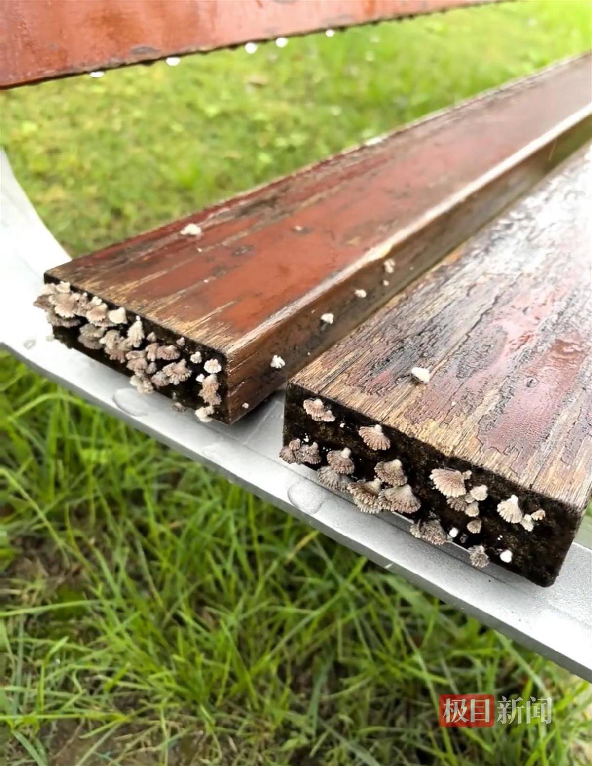 西安连续一个多月降雨遍地长蘑菇<strong></p>
<p>DAI</strong>，大雁塔受潮，城墙布满青苔，气象局解释成因