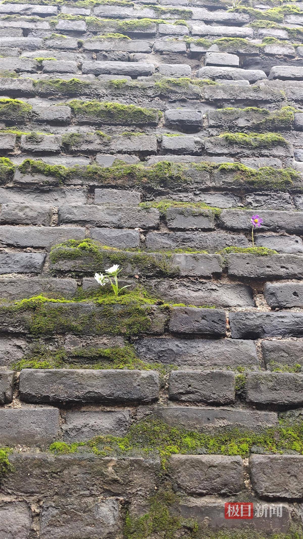 西安连续一个多月降雨遍地长蘑菇<strong></p>
<p>DAI</strong>，大雁塔受潮，城墙布满青苔，气象局解释成因