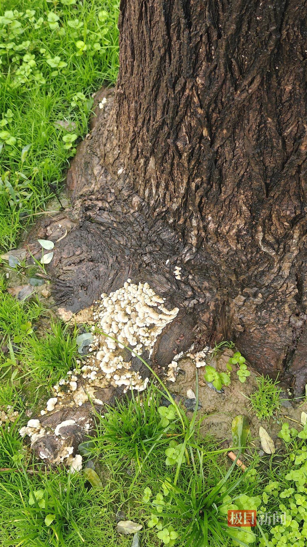 西安连续一个多月降雨遍地长蘑菇<strong></p>
<p>DAI</strong>，大雁塔受潮，城墙布满青苔，气象局解释成因