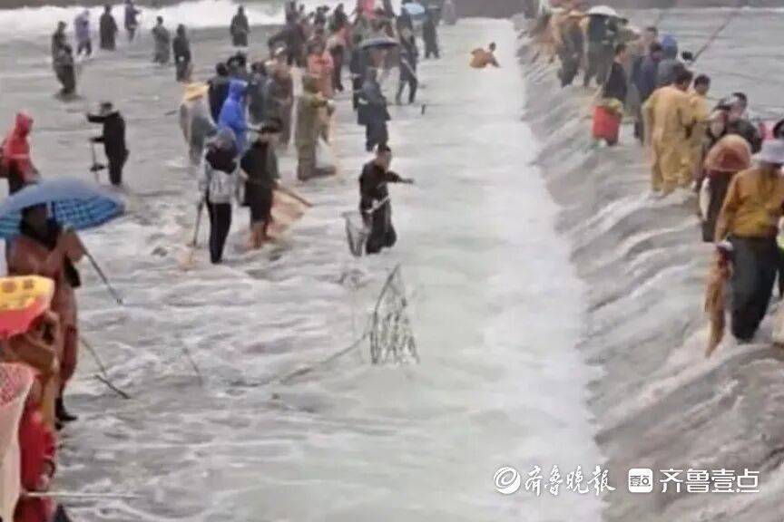 “鱼多得数不过来<strong></p>
<p>dot</strong>,一网子下去能捞好几条”济南锦绣川水库开闸放水,大量鲢鱼被冲出,工作人员:禁止捕捞!