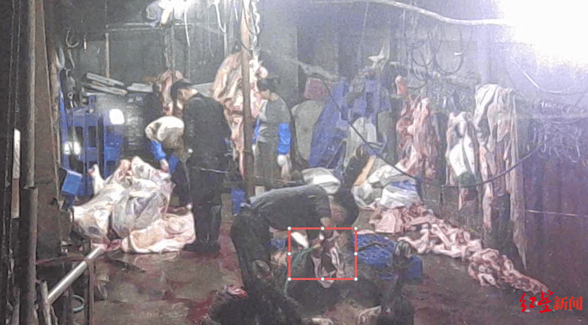 注水牛肉调查：屠宰场藏身农家院<strong></p>
<p>fil币价格今日行情</strong>，深夜切开牛胸注水数分钟，牛肉连夜送批发市场