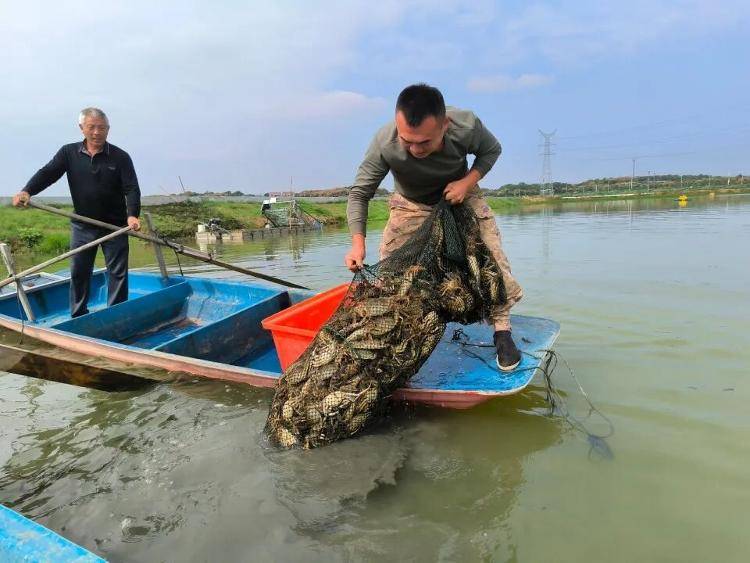 武汉江夏一地大闸蟹大量上市<strong></p>
<p>FIL</strong>，日产1000斤当天售完，每只螃蟹有自己的“身份证”，吃深海小黄鱼长大