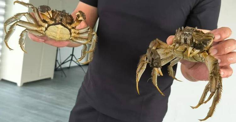 武汉江夏一地大闸蟹大量上市<strong></p>
<p>FIL</strong>，日产1000斤当天售完，每只螃蟹有自己的“身份证”，吃深海小黄鱼长大