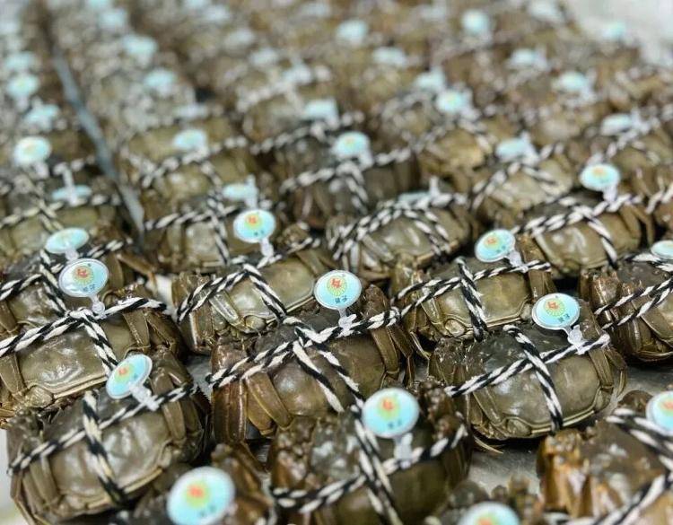 武汉江夏一地大闸蟹大量上市<strong></p>
<p>FIL</strong>，日产1000斤当天售完，每只螃蟹有自己的“身份证”，吃深海小黄鱼长大