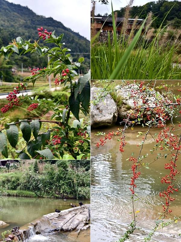 推窗见梯田<strong></p>
<p>fil价格</strong>！梧桐山民宿：把日子过成诗