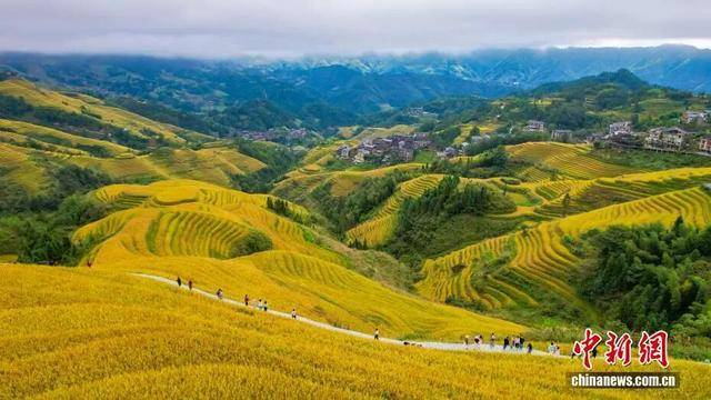 金秋<strong></p>
<p>fil币价格</strong>，广西的梯田一点不输！