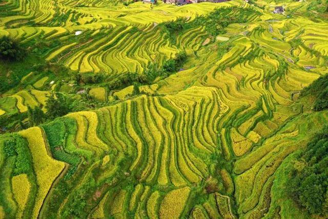 金秋<strong></p>
<p>fil币价格</strong>，广西的梯田一点不输！