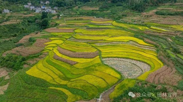 金秋<strong></p>
<p>fil币价格</strong>，广西的梯田一点不输！