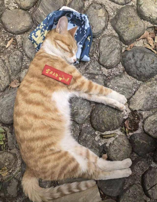 《红舞鞋》剧组在高校拍摄时撞死流浪猫<strong></p>
<p>fil最新消息</strong>，剧组凌晨致歉：涉事司机引咎辞职，将以小猫名字成立基金