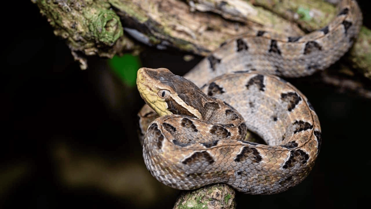 泰国女子在ATM机取钱<strong></p>
<p>FIl暴跌</strong>，取款口突然窜出一条蛇