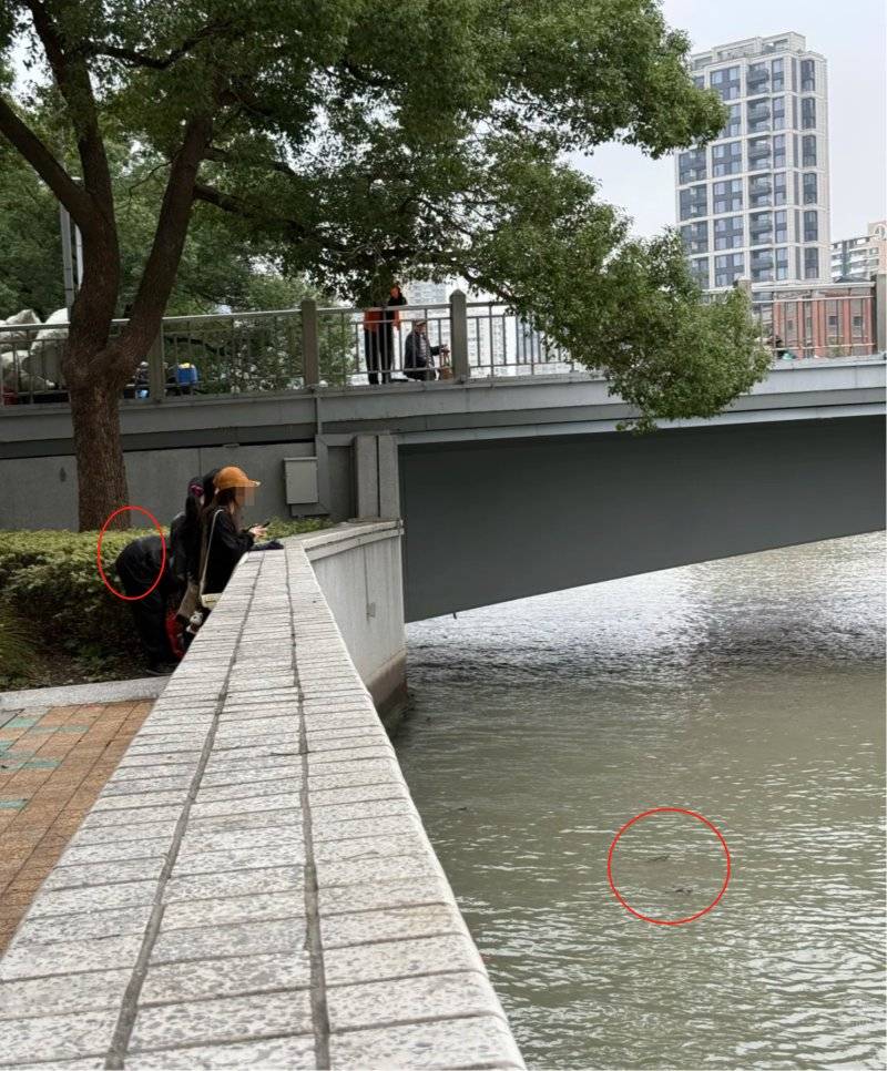 上海苏州河有人放生牛蛙？当地回应：严禁放生外来物种<strong></p>
<p>TRUMP币出售</strong>，市民可提供相关线索