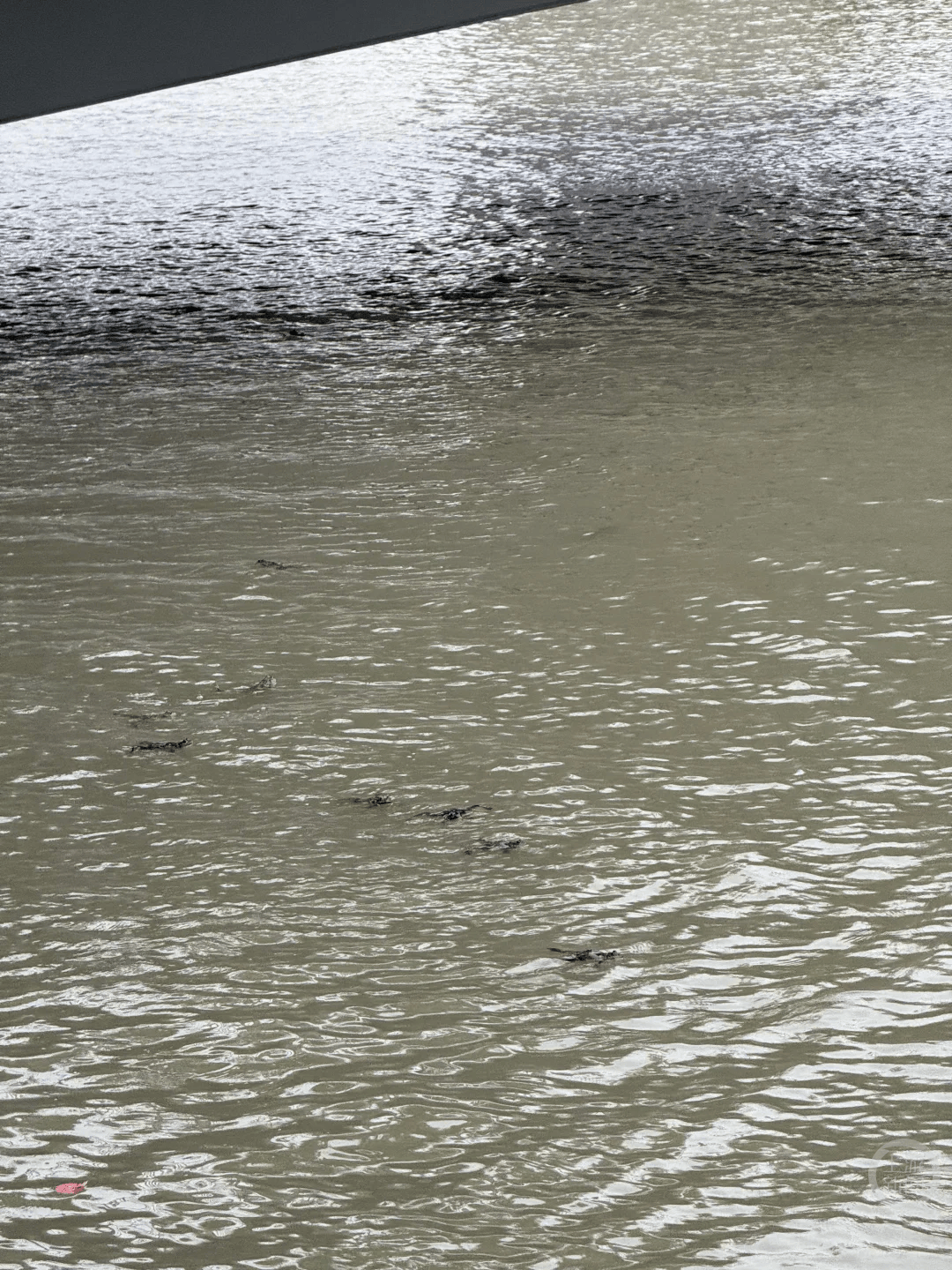 上海苏州河有人放生牛蛙？当地回应：严禁放生外来物种<strong></p>
<p>TRUMP币出售</strong>，市民可提供相关线索