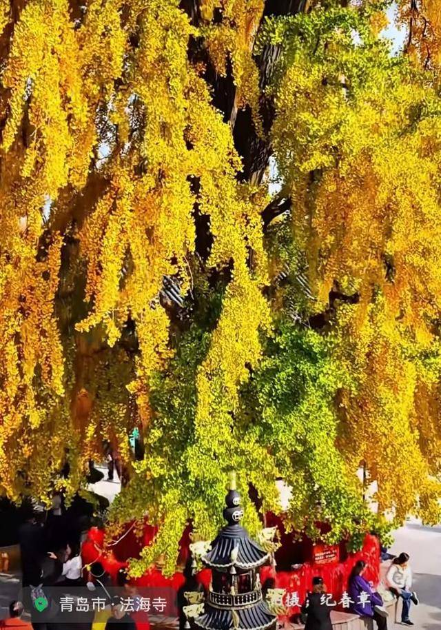 错过等一年！青岛1600岁“银杏王”满树金黄<strong></p>
<p>trump币价</strong>，打卡的人“鼓”了