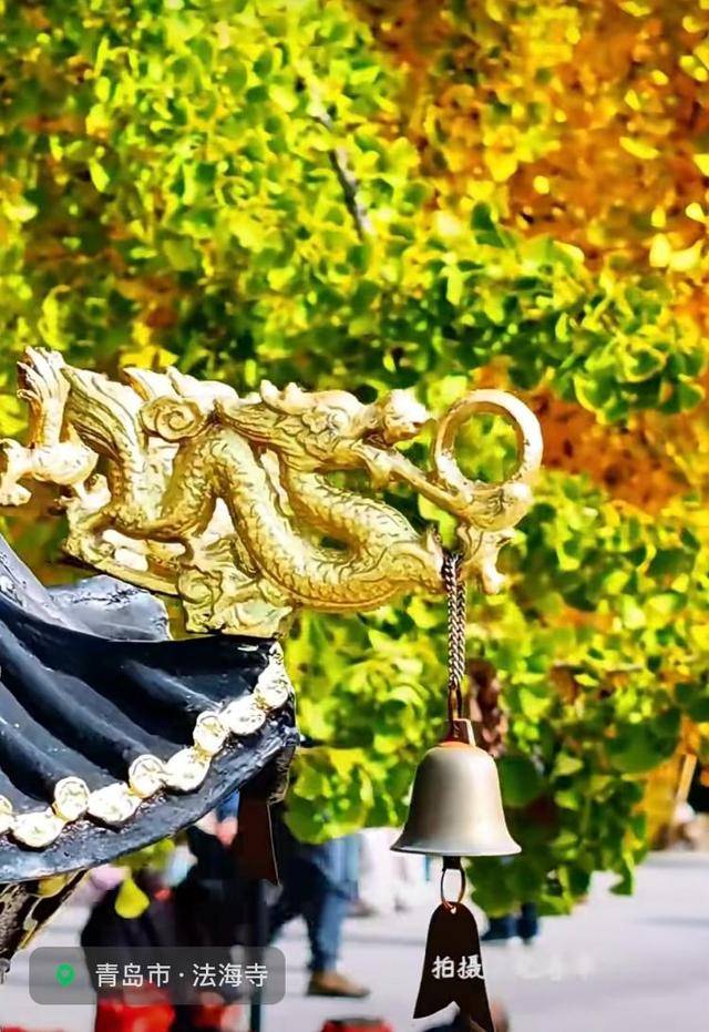 错过等一年！青岛1600岁“银杏王”满树金黄<strong></p>
<p>trump币价</strong>，打卡的人“鼓”了