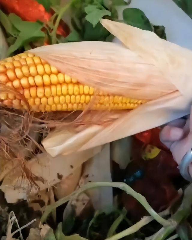 陕西一女子疑因拍亲姑姑偷玉米遭姑父棍杀<strong></p>
<p>uni</strong>，邻居欲报警也遇害