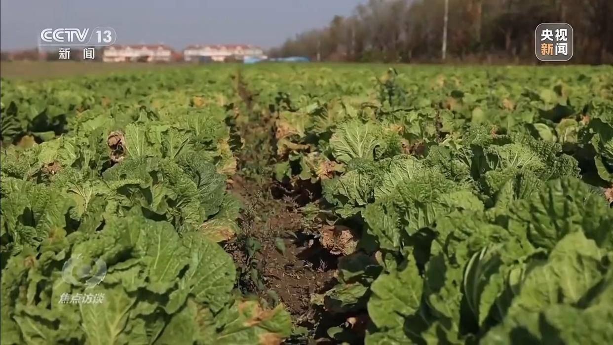 单棵售价超百元<strong></p>
<p>vet</strong>，起底“套牌白菜”背后的销售套路