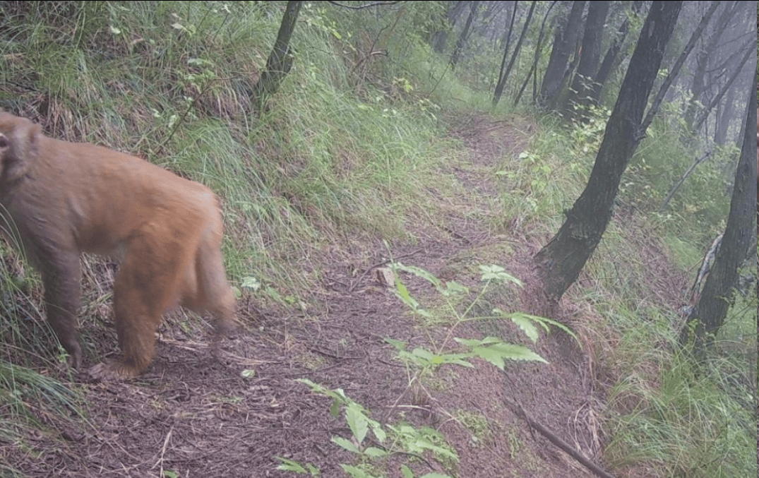 遂宁版“疯狂动物城”上线<strong></p>
<p>vet</strong>！