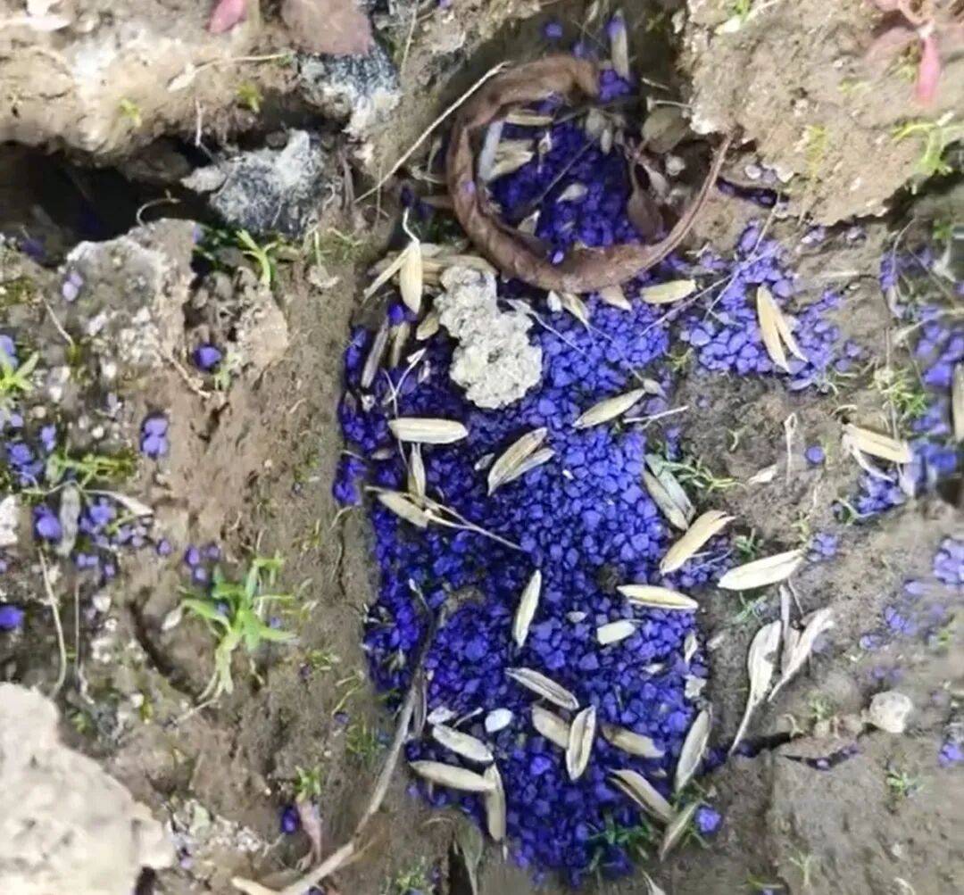 江西余干警方通报：3人疑似在鄱阳湖湿地毒害野生动物<strong></p>
<p>ada艾达币</strong>，已采取刑事强制措施