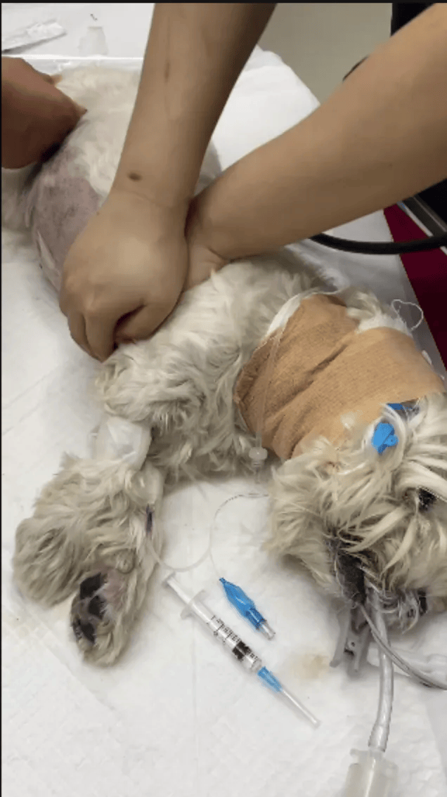 在小区投毒致9条狗死亡<strong></p>
<p>bitget下载</strong>，男子获刑4年！